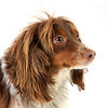 Brad Baumgart (rocklaw) > Lucky photo